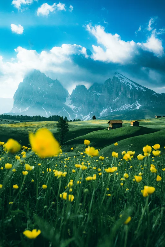 Beautiful mountain landscape with flowers in foreground
